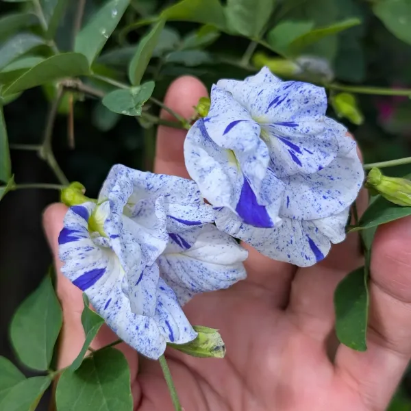 Night_Sky_Aparajita_Flower_Plant_Verigated