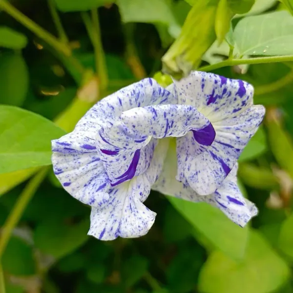 Night_Sky_Aparajita_Flower_Plant_Verigated