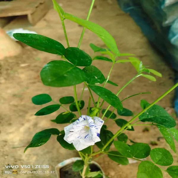 Night_Sky_Aparajita_Flower_Plant_Verigated
