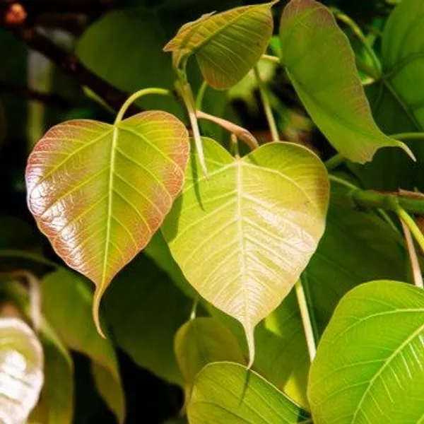 Peepal_Ashwath_Live_Plant