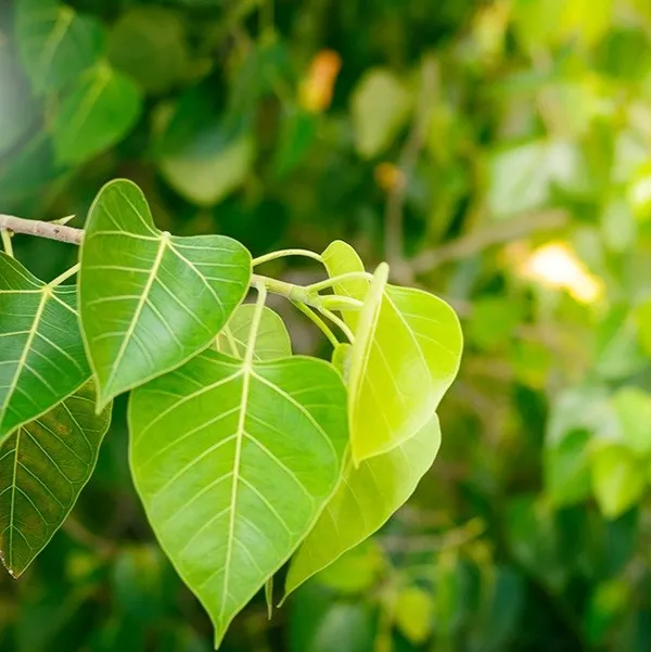 Peepal_Ashwath_Live_Plant