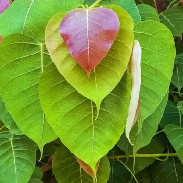 Peepal_Ashwath_Live_Plant