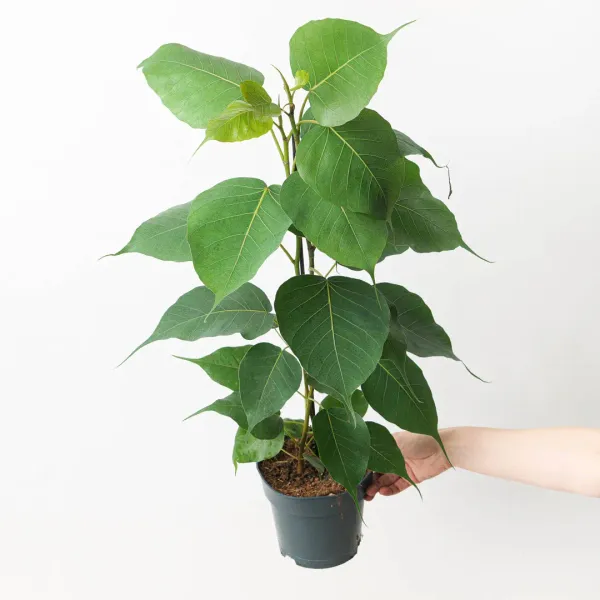 Peepal_Ashwath_Live_Plant