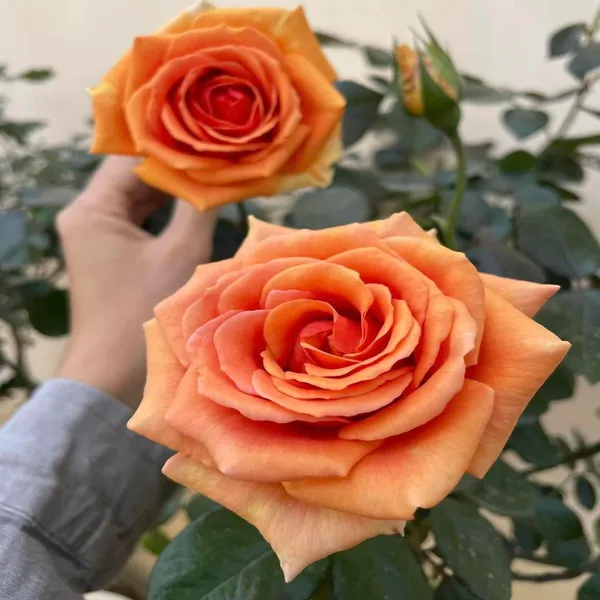 Bora_Bora'_Floribunda_Rose_Flower_Plant
