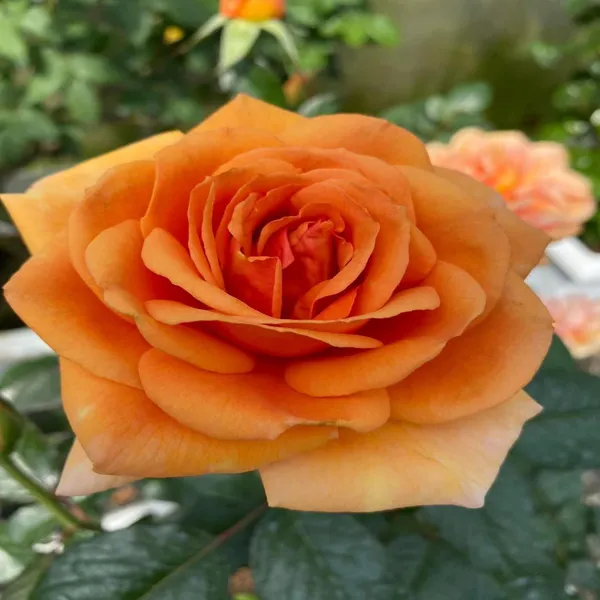 Bora_Bora'_Floribunda_Rose_Flower_Plant