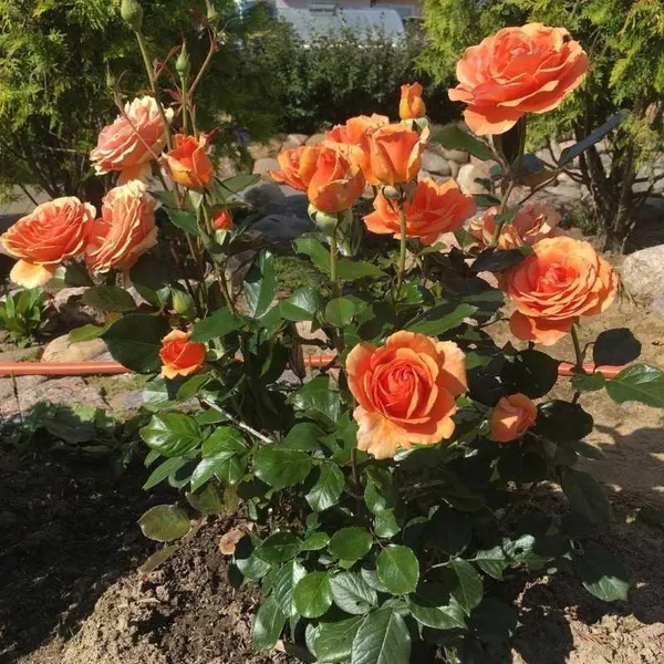 Bora_Bora'_Floribunda_Rose_Flower_Plant