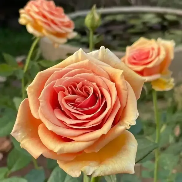 Bora_Bora'_Floribunda_Rose_Flower_Plant