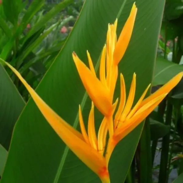Bird_Of_Paradise_Flower_Plant
