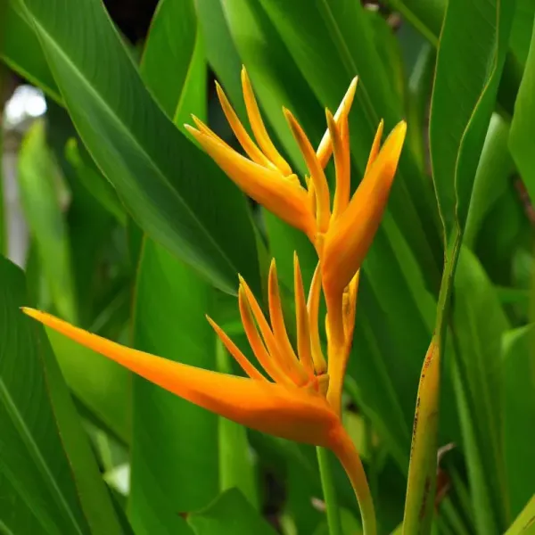Bird_Of_Paradise_Flower_Plant