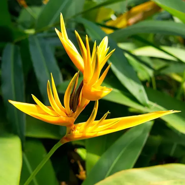 Bird_Of_Paradise_Flower_Plant