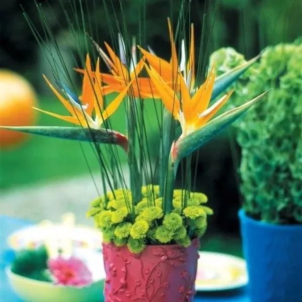 Bird_Of_Paradise_Flower_Plant