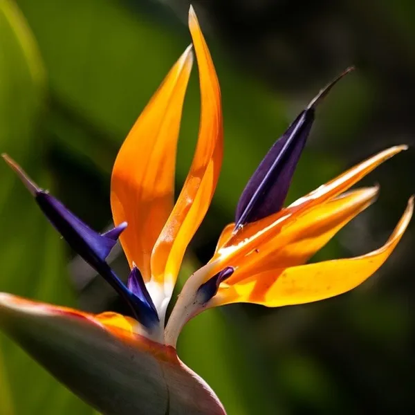 Bird_Of_Paradise_Flower_Plant