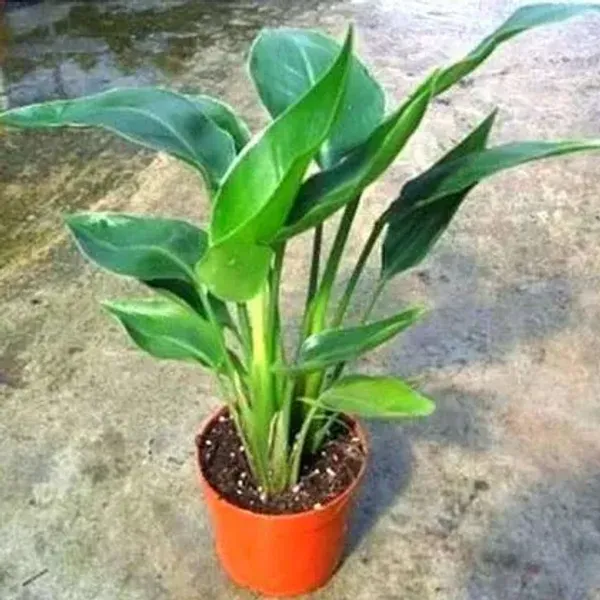 Bird_Of_Paradise_Flower_Plant