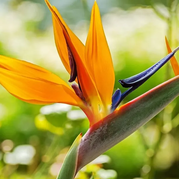 Bird_Of_Paradise_Flower_Plant