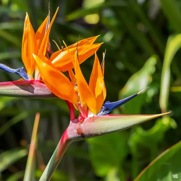 Bird_Of_Paradise_Flower_Plant