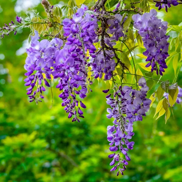 Purple_Chinese_Wisteria_Rare_Fragrant_Flower_Plant