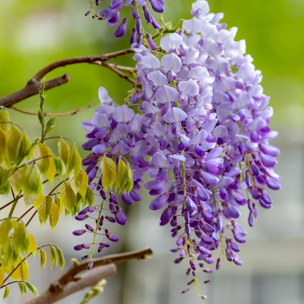 Purple_Chinese_Wisteria_Rare_Fragrant_Flower_Plant