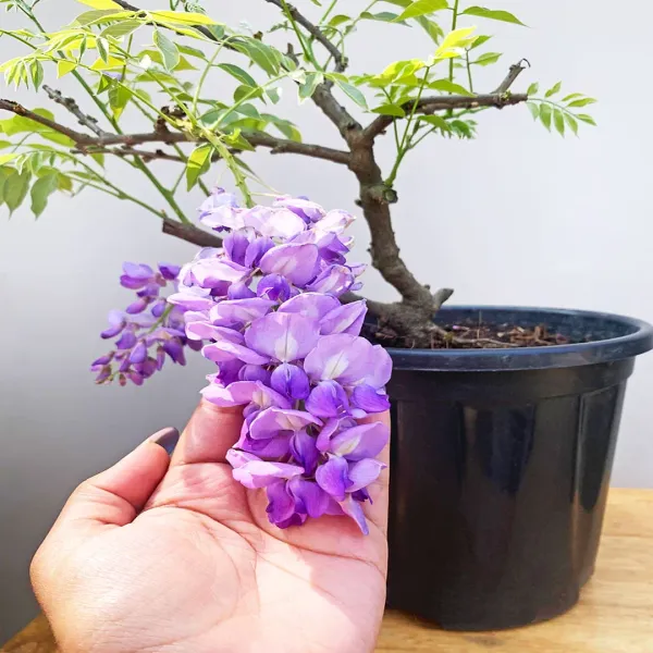 Purple_Chinese_Wisteria_Rare_Fragrant_Flower_Plant