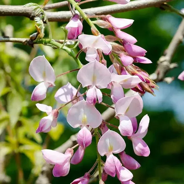 Pink_Wisteria_Rare_Fragrant_Flower_Plant