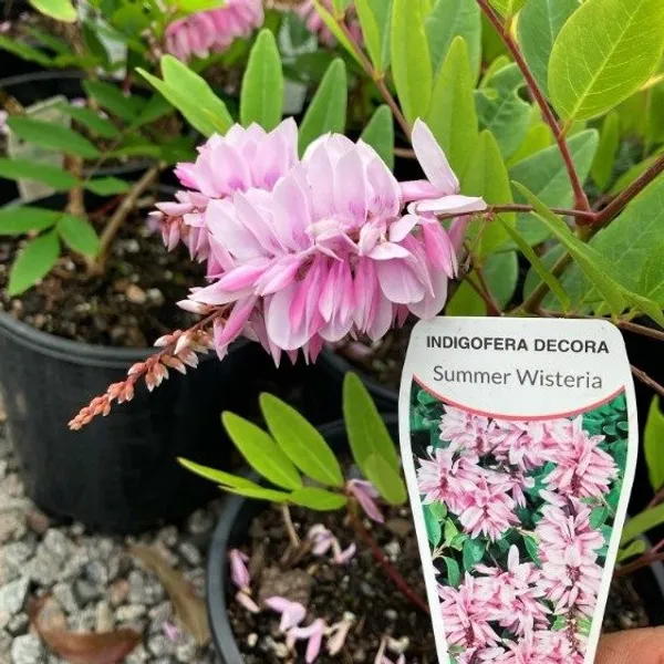 Pink_Wisteria_Rare_Fragrant_Flower_Plant
