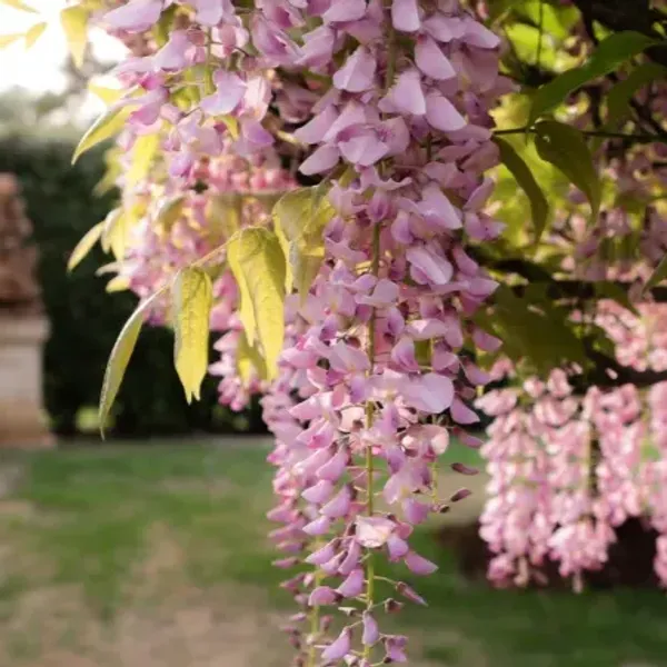 Pink_Wisteria_Rare_Fragrant_Flower_Plant