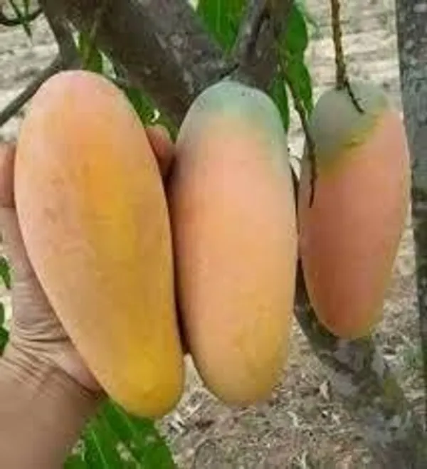 Golek_Mango_|_Grafted_Fruit_Hybrid_Plant_Indonesia_Varitey
