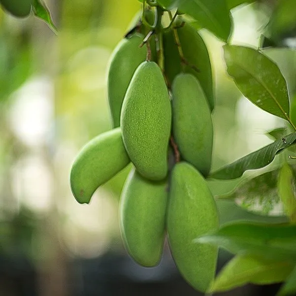 Golek_Mango_|_Grafted_Fruit_Hybrid_Plant_Indonesia_Varitey