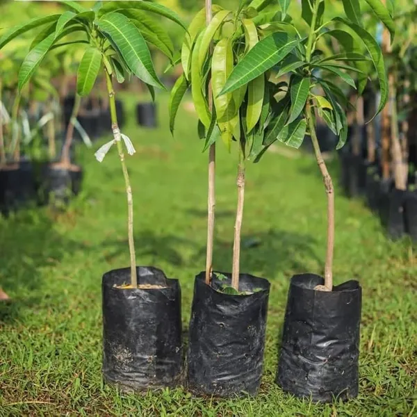Golek_Mango_|_Grafted_Fruit_Hybrid_Plant_Indonesia_Varitey