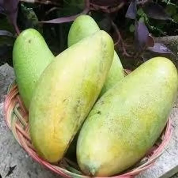 Golek_Mango_|_Grafted_Fruit_Hybrid_Plant_Indonesia_Varitey