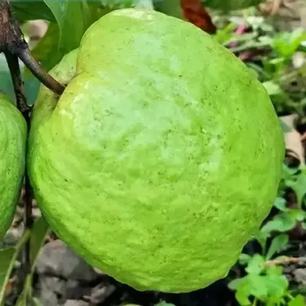 Thai-10_Gauva_|_Grafted_&_Hybrid_Fruit_Plant