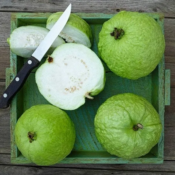 Thai-10_Gauva_|_Grafted_&_Hybrid_Fruit_Plant