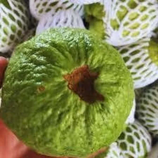 Thai-10_Gauva_|_Grafted_&_Hybrid_Fruit_Plant