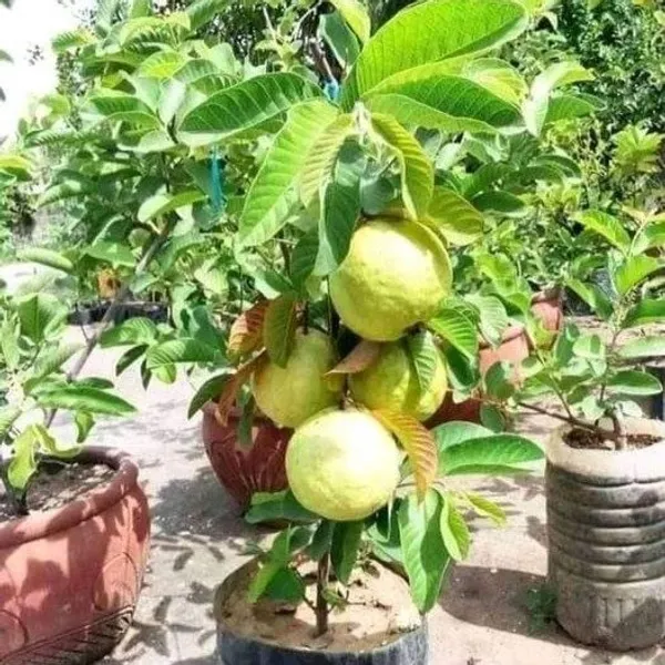 Thai-10_Gauva_|_Grafted_&_Hybrid_Fruit_Plant