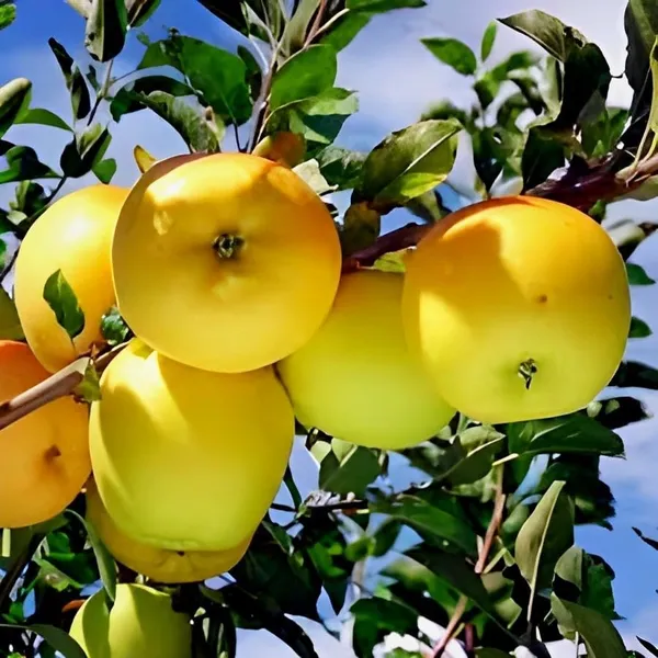 Golden_Dorset_Dwarf_Variety_Apple_Grafted_Fruit_Plant