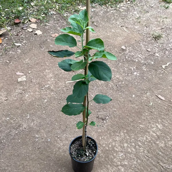 Golden_Dorset_Dwarf_Variety_Apple_Grafted_Fruit_Plant