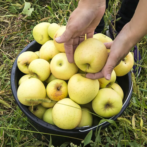 Golden_Dorset_Dwarf_Variety_Apple_Grafted_Fruit_Plant