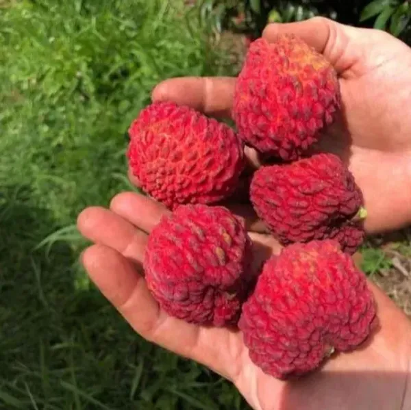 Gaint_Litchi_Grafted_&Hybrid_Fruit_Plant_(Lychee)