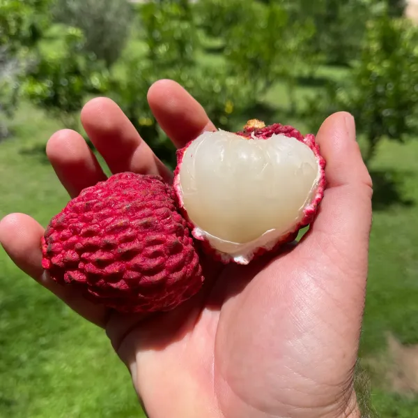 Gaint_Litchi_Grafted_&Hybrid_Fruit_Plant_(Lychee)