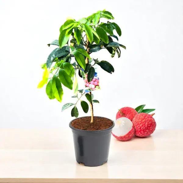 Gaint_Litchi_Grafted_&Hybrid_Fruit_Plant_(Lychee)