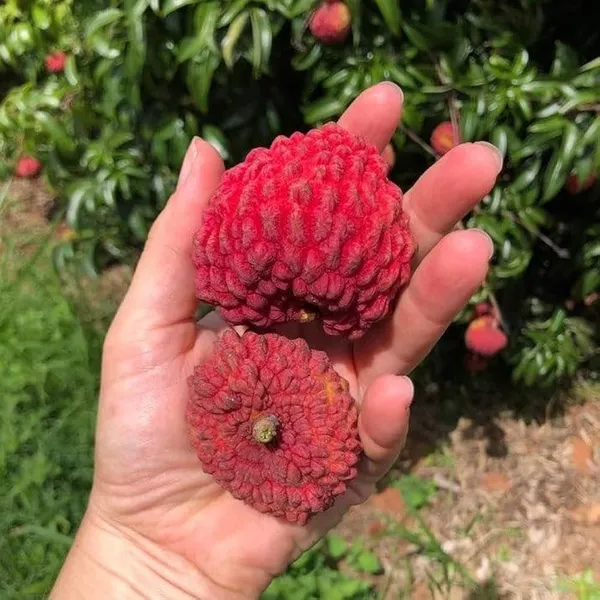 Gaint_Litchi_Grafted_&Hybrid_Fruit_Plant_(Lychee)