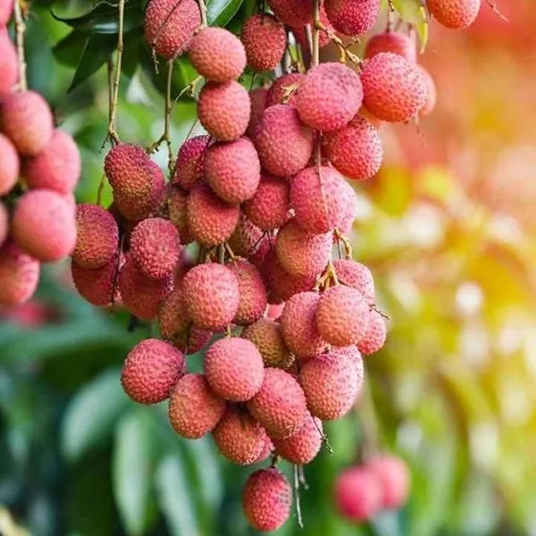 Seedless_Litchi_Grafted_Fruit_Plant_(Lychee)