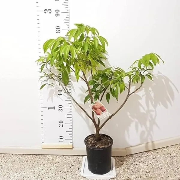 Seedless_Litchi_Grafted_Fruit_Plant_(Lychee)