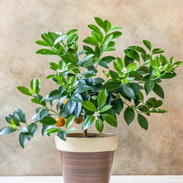 Sweet_Mandarin_Orange_Grafted_&_Hybrid_Fruit_Plant
