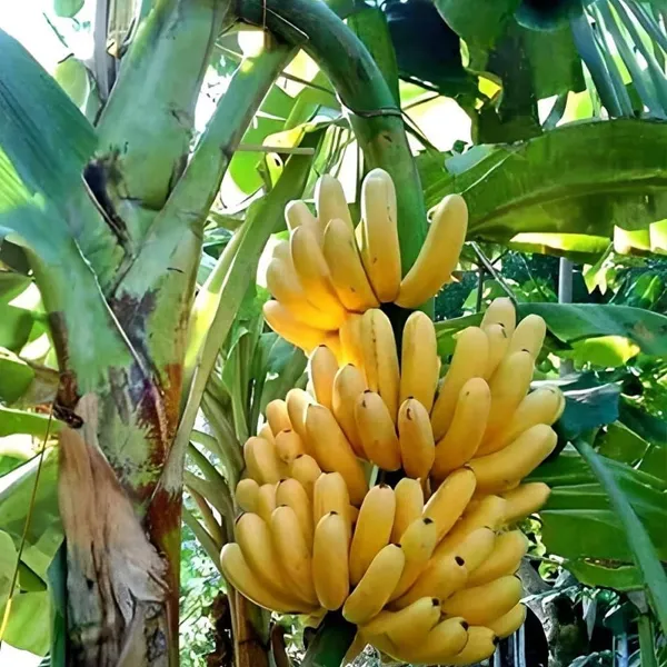 Exotic_G-9_Grand_Nine_Banana_Fruit_Plant