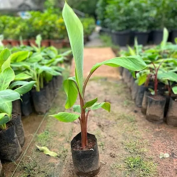 Exotic_G-9_Grand_Nine_Banana_Fruit_Plant