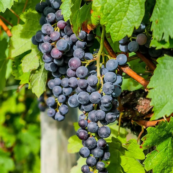 Tahi_Varitey_Black_&_Red_Grapes_Fruit_Plants_(Combo_Pack_Of_2)