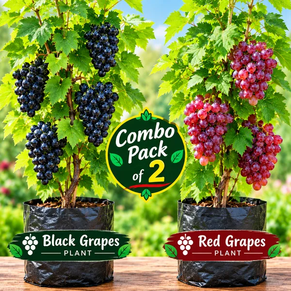 Tahi_Varitey_Black_&_Red_Grapes_Fruit_Plants_(Combo_Pack_Of_2)