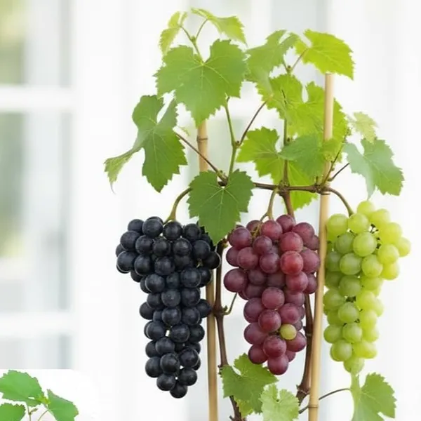 Tahi_Varitey_Black_&_Red_Grapes_Fruit_Plants_(Combo_Pack_Of_2)