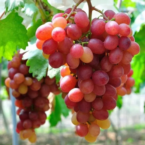 Tahi_Varitey_Black_&_Red_Grapes_Fruit_Plants_(Combo_Pack_Of_2)