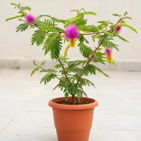 Shami_(Prosopis_Cineraria)_Flower_Plant